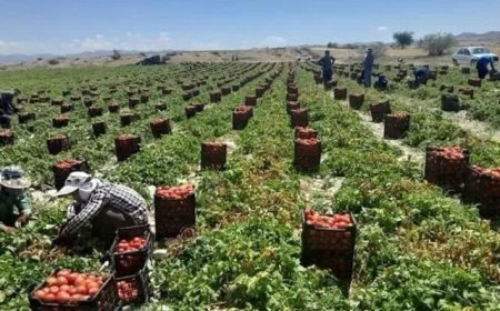 پیش‌بینی برداشت ۸۱ هزارتن محصول گوجه فرنگی از مزارع دهرم فارس