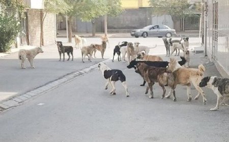 ساماندهی سگ‌های ولگرد؛ مصوبه‌ای بر زمین مانده در کهگیلویه و بویراحمد