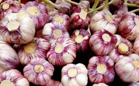 برداشت سیر سرخ از مزارع بشاگرد