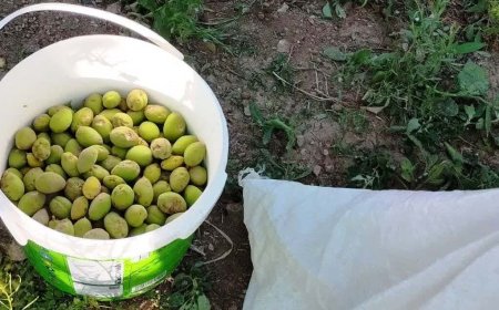 فارس پیشتاز بادام‌کاری کشور؛ از چغاله‌های نوبرانه تا صادرات به پایتخت