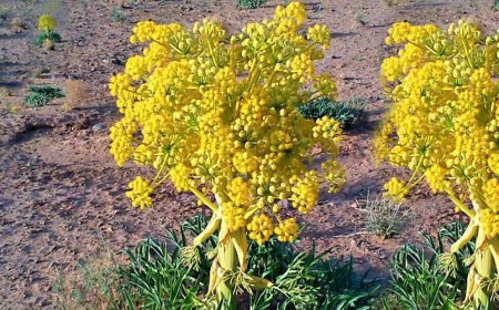 آنغوزه؛ گنج پنهان فارس در انتظار فرصت طلایی