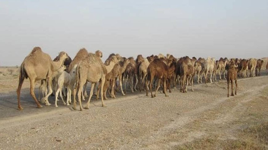 آغاز کوچ بهاره عشایر پرورش دهندگان شتر از جنوب فارس