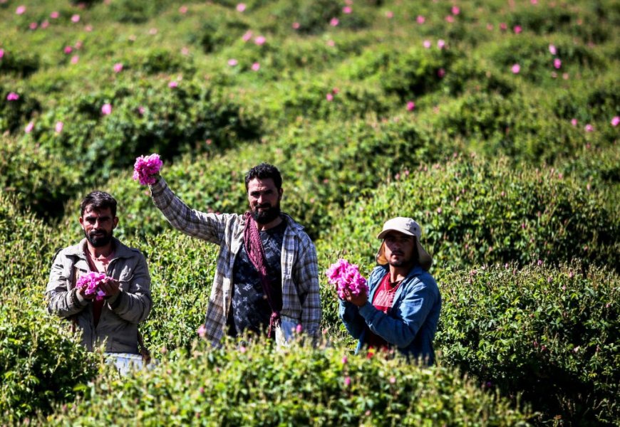 میمند فارس؛ عطر گل‌های محمدی، بوی دغدغه‌های بی‌پایان