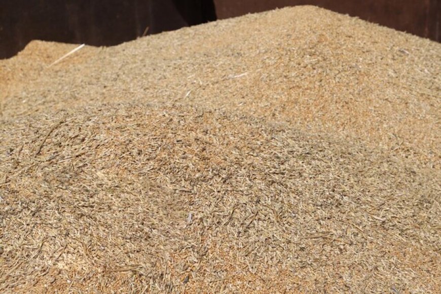 خرید ۴۰۰ هزار تن گندم از کشاورزان خوزستانی، تاکنون