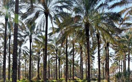 آبیاری یک میلیون اصله نخل در دشتستان