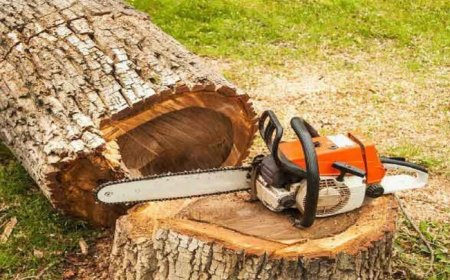 ورود دادستان یاسوج به ماجرای قطع درختان بلوط