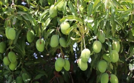 برداشت انبه نارس در میناب