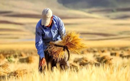 خرید تضمینی گندم در خوزستان از مرز یک میلیون و ۲۰۵ هزار تن گذشت