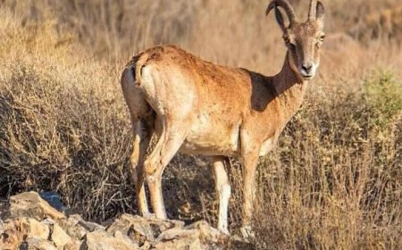 بازهم نجات جان میش‌های وحشی توسط جوانان هرمزگانی