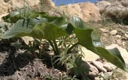 انقراض سه گونه گیاهی دارویی در گچساران