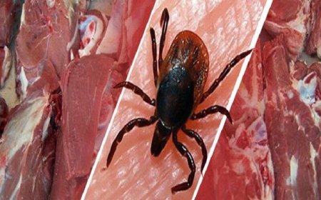 فوت یک نفر به علت ابتلا تب کریمه کنگو در فسا