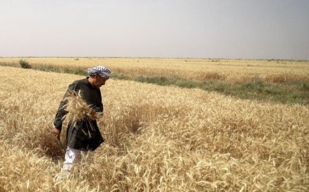 بیش از ۴هزار میلیاردریال مطالبه گندمکاران  فارس پرداخت شد