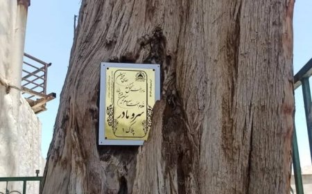 سرو هفت قرنی سروستان پلاک‌گذاری شد