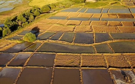 تثبیت ۴۹۲ هکتار از اراضی غیرملی دشتستان