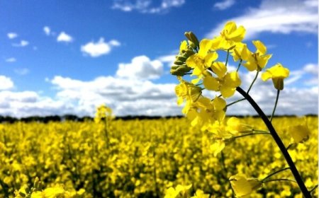 خرید ۲۵۰ تن کلزا در کهگیلویه و بویراحمد؛پرداخت مطالبات به زودی