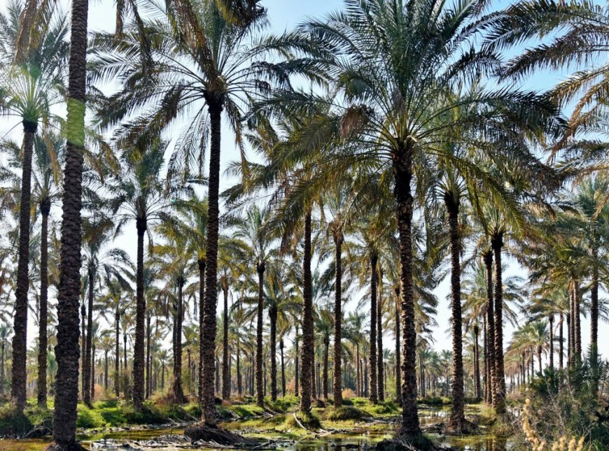 آبیاری یک میلیون اصله نخل در دشتستان