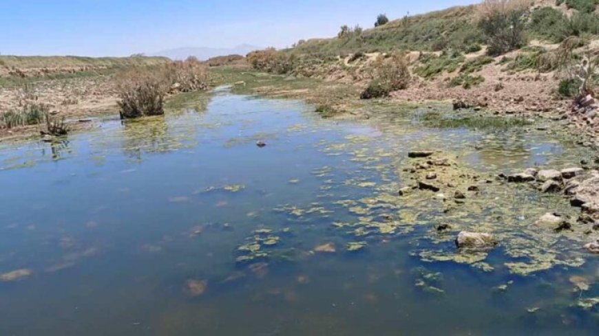 از فاضلاب تا نان؛ داستان پنهان مزارع شرق شیراز