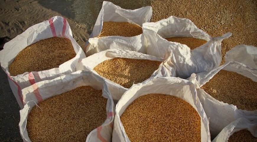 خرید گندم در خوزستان در آستانه رسیدن به یک میلیون تن