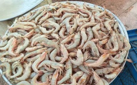 آغاز برداشت میگو از مزارع پرورش شهرستان سیریک