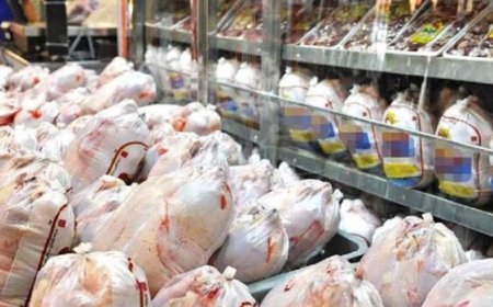 قیمت مرغ در شیراز افزایشی نداشته است