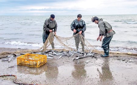 سهم ۱۱.۵ درصدی خوزستان از تولید شیلات / توسعه پایدار با پیوند صنعت و پژوهش