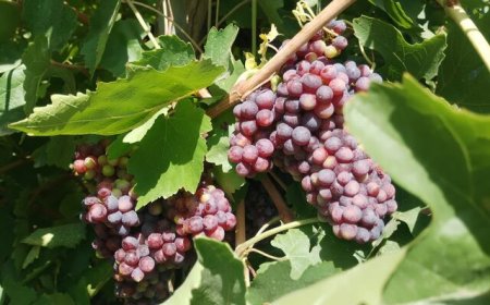 تولید ۱۵۰ تن انگور یاقوتی و عسگری در فراشبند