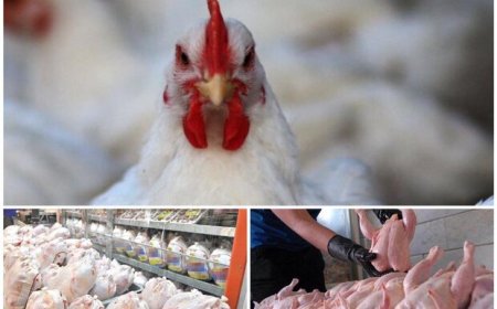 بازار مرغ در فارس تحت مدیریت است