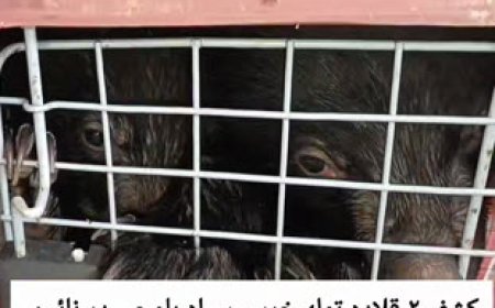 کشف قاچاق توله خرس‌های کمیاب در خودروی سواری