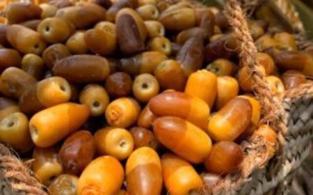 برداشت رطب نوبرانه در هرمزگان آغاز شد