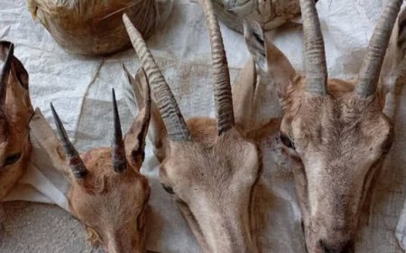 دستگیری شکارچیان غیرمجاز سابقه‌دار در کوه‌های لامرد؛ چهار لاشه کل و بز کشف شد