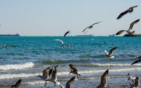 وضعیت جوی و دریایی استان بوشهر آرام است