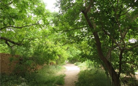 نه به دانه درشت‌های ساخت و ساز غیرمجاز در باغات قصردشت