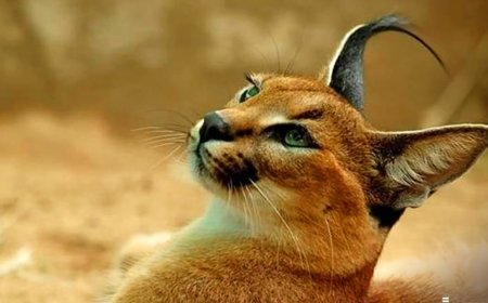 ثبت نخستین تصویر از کاراکال در ارتفاعات کوه هوا شهرستان لامرد