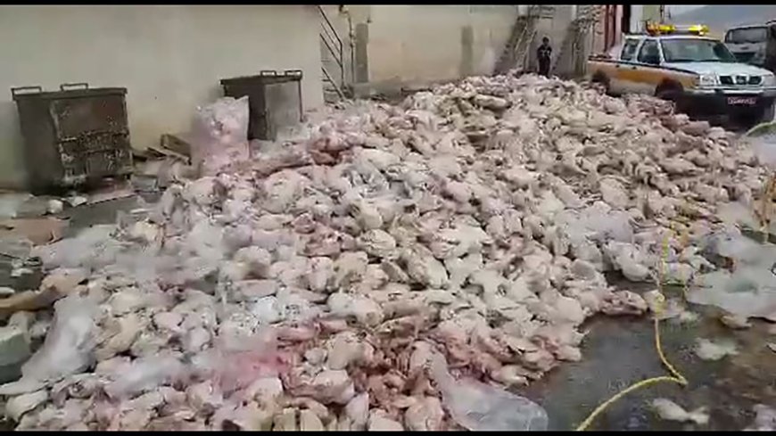 معدوم سازی بیش از ۲۰۰ کیلوگرم مرغ در شوشتر