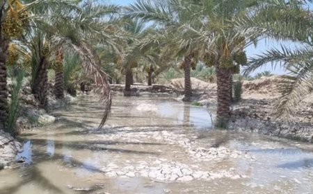 رهاسازی۳۶ میلیون مترمکعب آب برای زمین‌های کشاورزی شادگان