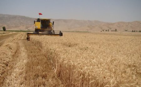 مابقی مطالبات گندمکاران خوزستانی هرچه سریع‌تر پرداخت شود