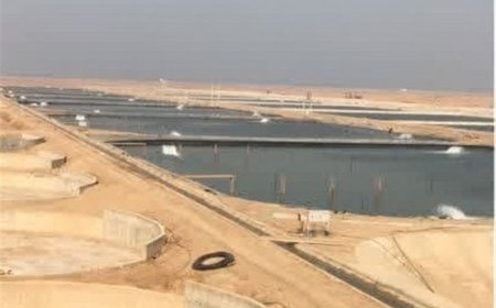۲۶۰ هکتار از سواحل گناوه تحت پوشش پرورش میگو قرار گرفت