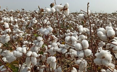 ناگفته‌های طلای سفید فارس از سیاه بختی