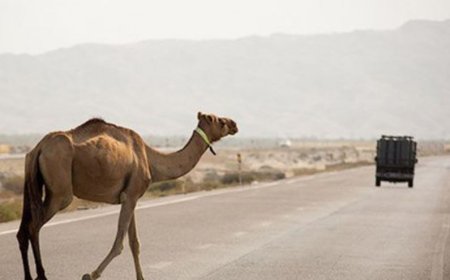 ورود جدی دادستانی جاسک به معضل شترهای سرگردان