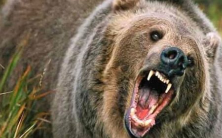 حمله خرس به مرد ۳۰ ساله عشایری در دزپارت