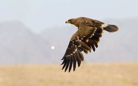 بازگشت عقاب طلایی به دامان طبیعت فارس