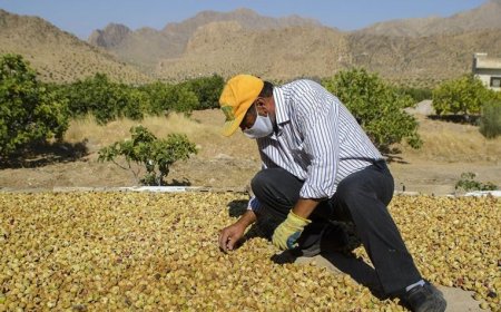 آغاز برداشت انجیر از بزرگترین انجیرستان دیم جهان
