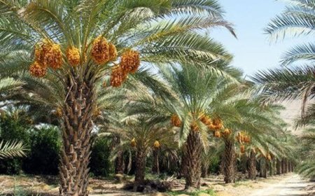 برداشت رطب و خرما از نخلستان‌های شهرستان زرین دشت