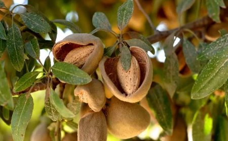 خسارت شدید به  باغ‌های بادام استهبان
