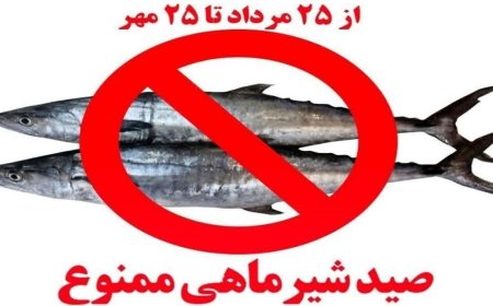 صید ماهی شیر در استان بوشهر ممنوع شد