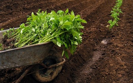 آغاز کشت گوجه فرنگی پاییزه در شهرستان فراشبند
