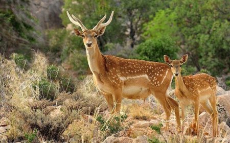 فیلم | صحنه‌ای از همکاری مردم و حافظان طبیعت در بندرلنگه