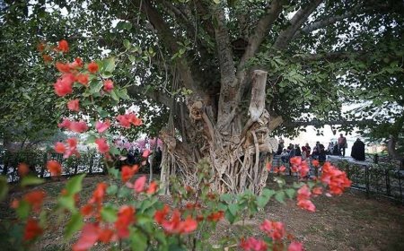 لور 400 ساله ؛درختی که در قلب ها جاودانه شد