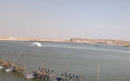 افتتاح ۸ پروژه پرورش میگو در گناوه با ظرفیت تولید سالانه ۲ هزار تن