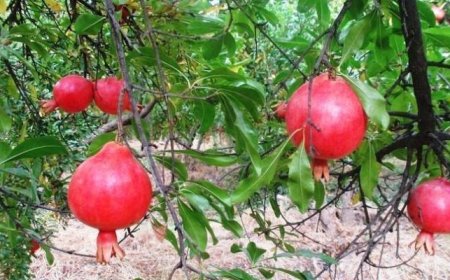 ۲۰ هکتار انار از باغ‌های دزفول برداشت شد